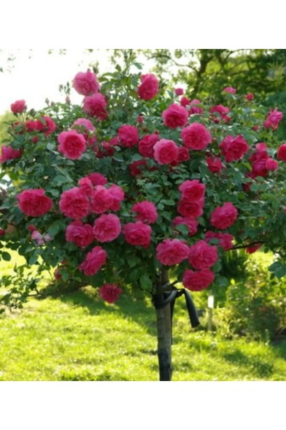 Троянда англійська на штамбі Кінг Артур(червона)